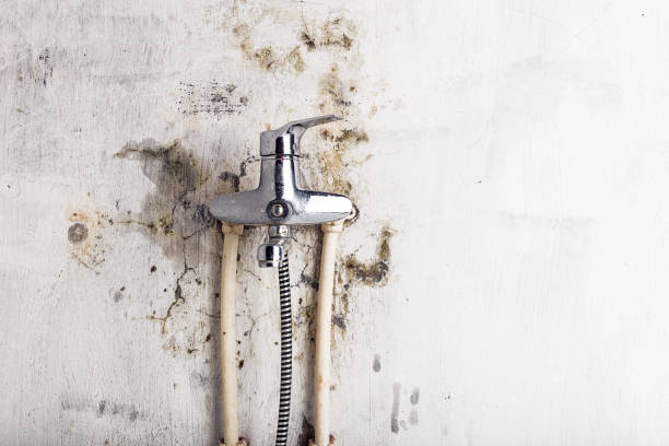 Mold Removal and Inspection in Fort Polk South, LA