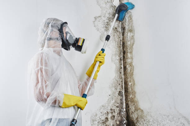 Best Crawl Space Mold Removal  in Fort Polk South, LA