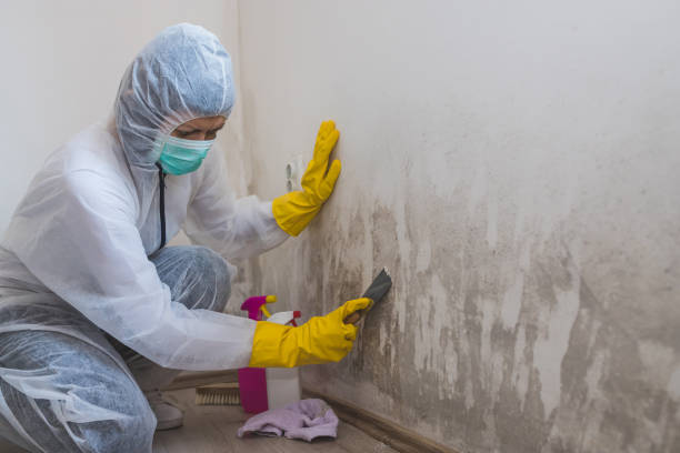 Best Home Mold Removal  in Fort Polk South, LA