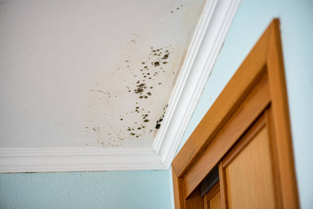 Best Certified Mold Removal  in Fort Polk South, LA