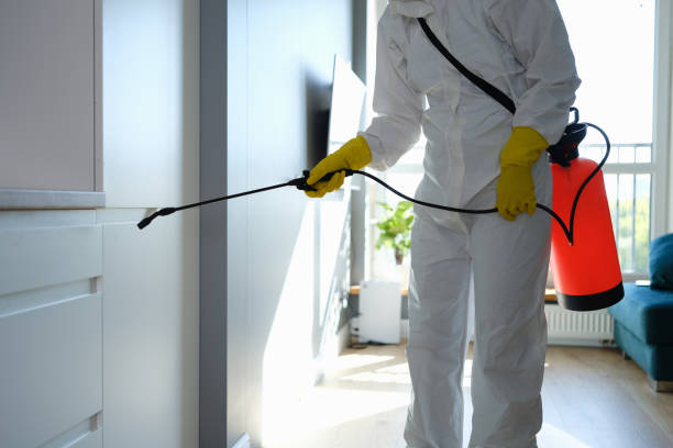 Attic Mold Removal in Fort Polk South, LA