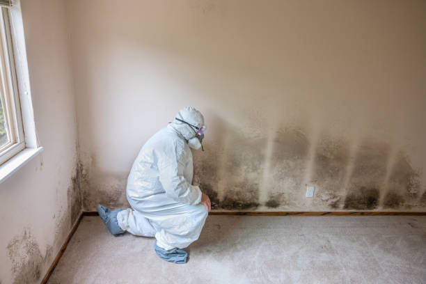 Home Mold Removal in Fort Polk South, LA