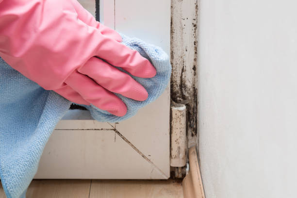 Best Black Mold Removal  in Fort Polk South, LA