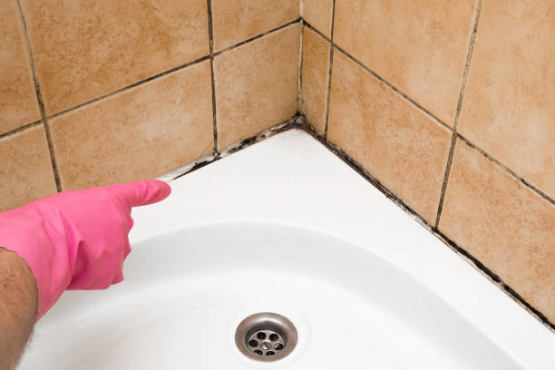 Best Local Mold Removal Service  in Fort Polk South, LA